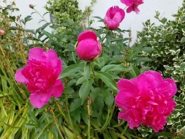 28 Devon Place, Staten  Island, New York, 10301 image 46