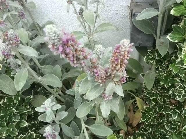 28 Devon Place, Staten  Island, New York, 10301 image 47