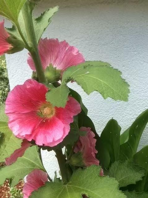 28 Devon Place, Staten  Island, New York, 10301 image 48