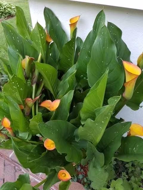 28 Devon Place, Staten  Island, New York, 10301 image 49