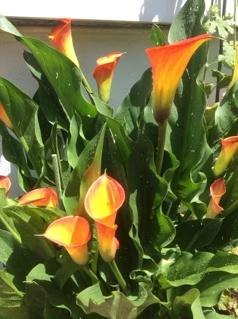 28 Devon Place, Staten  Island, New York, 10301 image 50