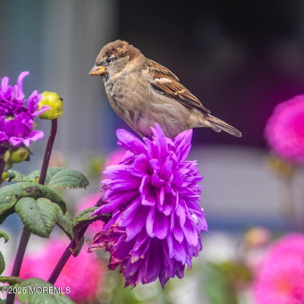 9 Embury Avenue, Ocean Grove, NJ, 07756 image 54