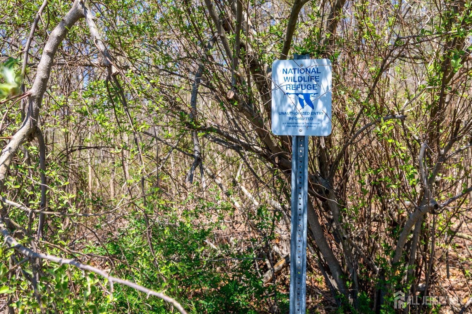 262 Skyline Drive, Long Hill, NJ, 07946 image 10